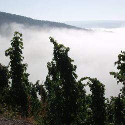 minheim_08.jpg